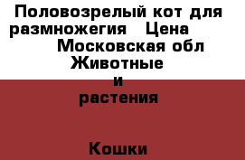 Половозрелый кот для размножегия › Цена ­ 10 000 - Московская обл. Животные и растения » Кошки   . Московская обл.